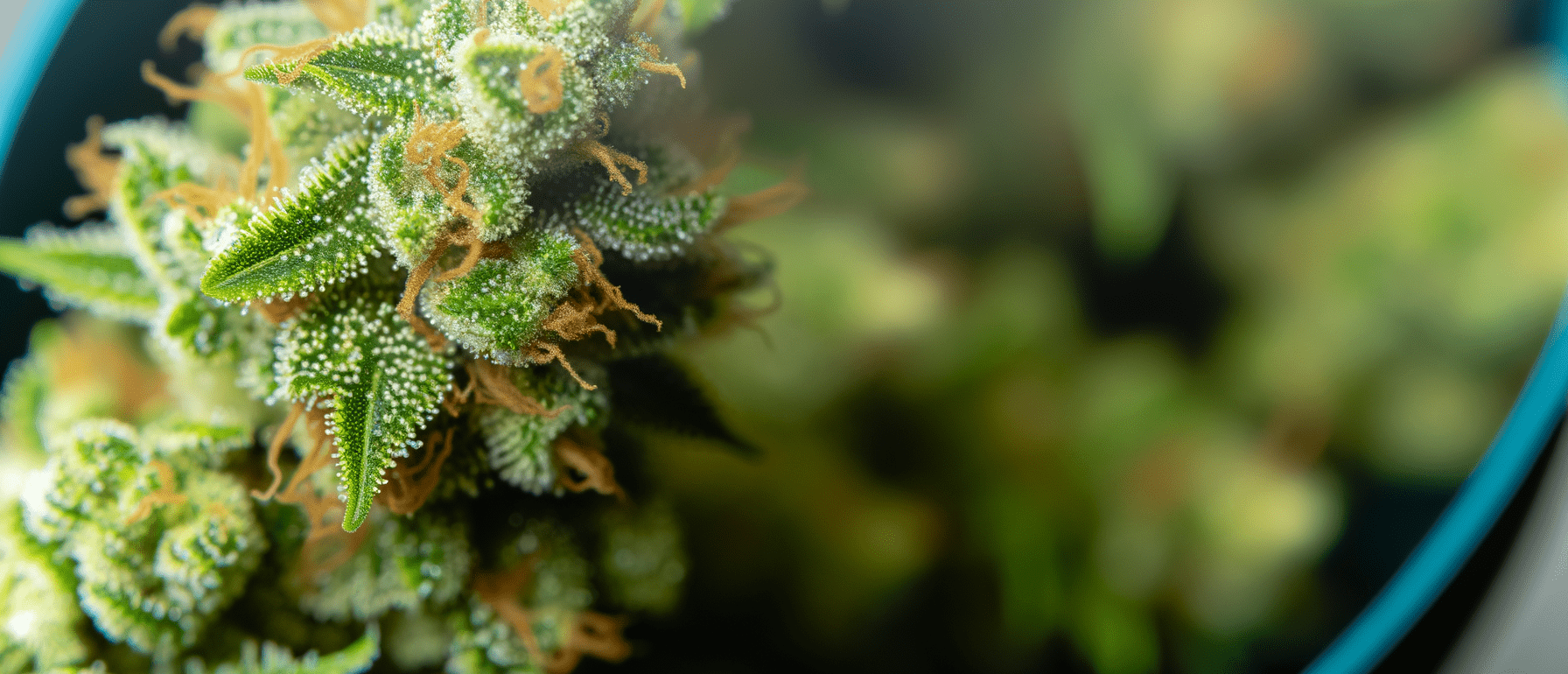 Featured image for: Why Balanced Terpene Ratios Are Capturing More Cannabis Consumers’ Attention