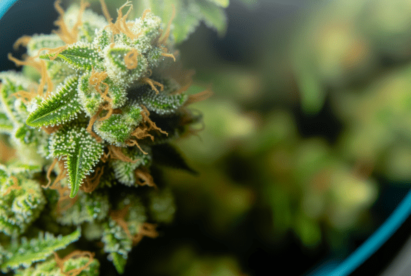 Featured image for: Why Balanced Terpene Ratios Are Capturing More Cannabis Consumers’ Attention