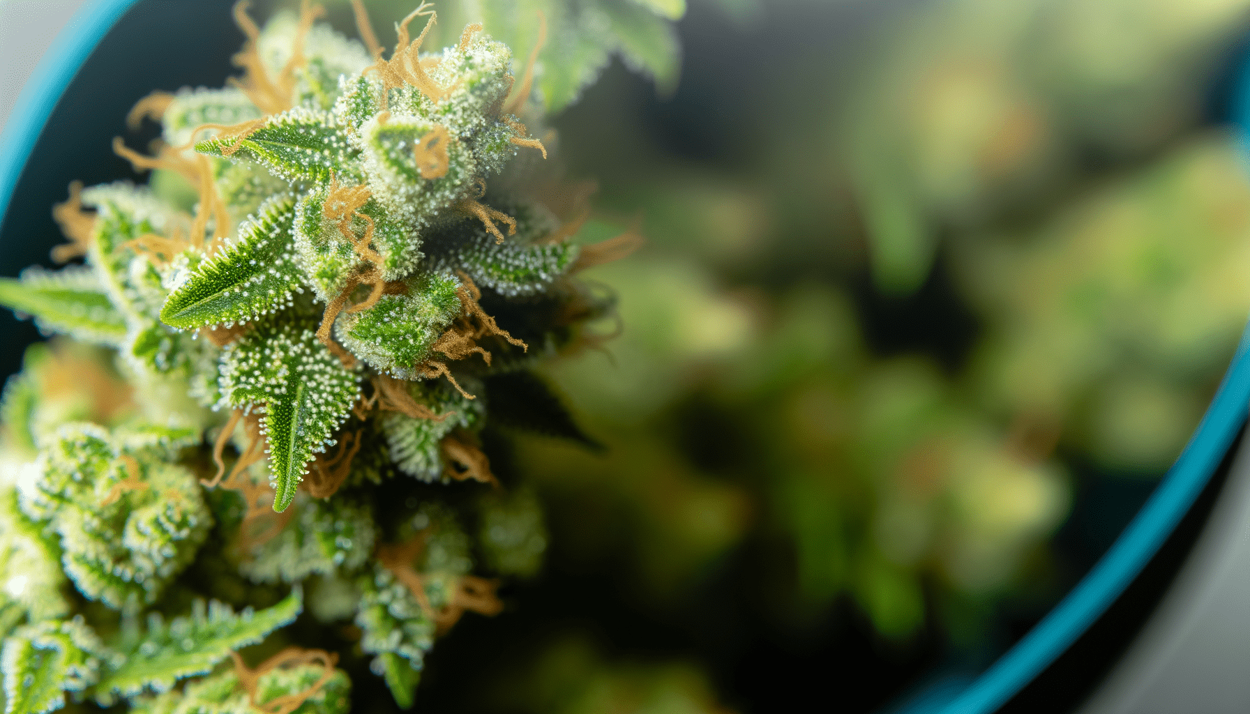 Featured image for: Why Balanced Terpene Ratios Are Capturing More Cannabis Consumers’ Attention